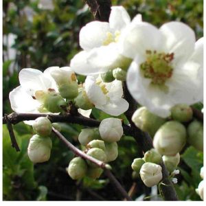 gutui japonez (chaenomeles nivalis) alb |100 cm la livrare