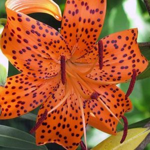 Crini Lancifolium 3 buc