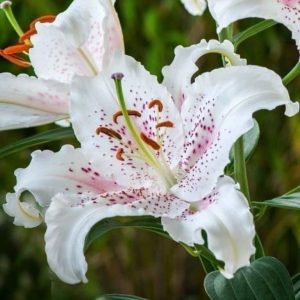 Crini Muscadet 3 buc