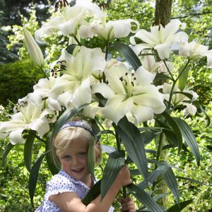 crini gigant pretty 1 buc