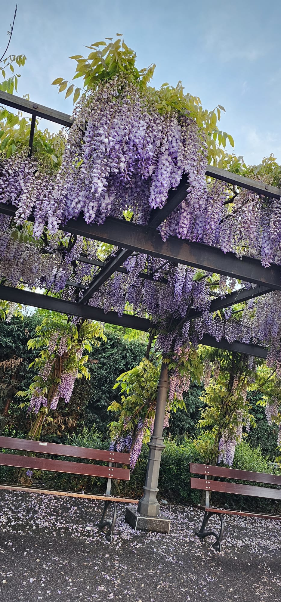 Wisteria, glicina (Wisteria sinensis) - Mov - imagine 2