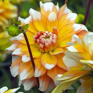 dalia seattle dhalia (gherghine)