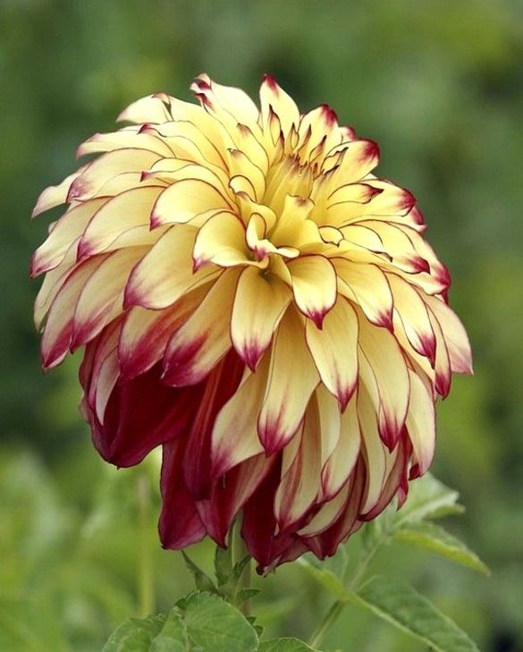 dalia lady darlene 3 buc