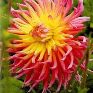 Dalia Alfred-Grille 3 buc