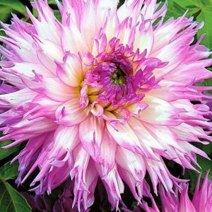 Dalia Winter Springs 3 buc