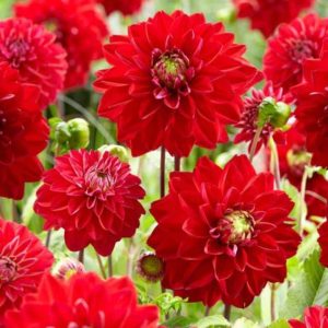 Dalia All Directions 3 buc