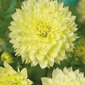 Dalia Canary Fubuki 3 buc