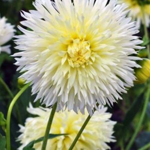 Dalia Fimbriata Yellow/White 3 buc