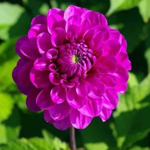 Dalia Lilac Ball 3 buc