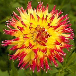 Dalia Pinelands Pam 3 buc