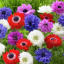 Pachet 50 anemone mixt de culori 10 buc