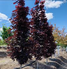 Artar Rosu Norvegian Crimson Sentry (Acer Platanoides) - 2 m inaltime