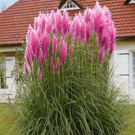 Cortaderia selloana – Iarba de Pampas / ghiveci - ROZ - imagine 2