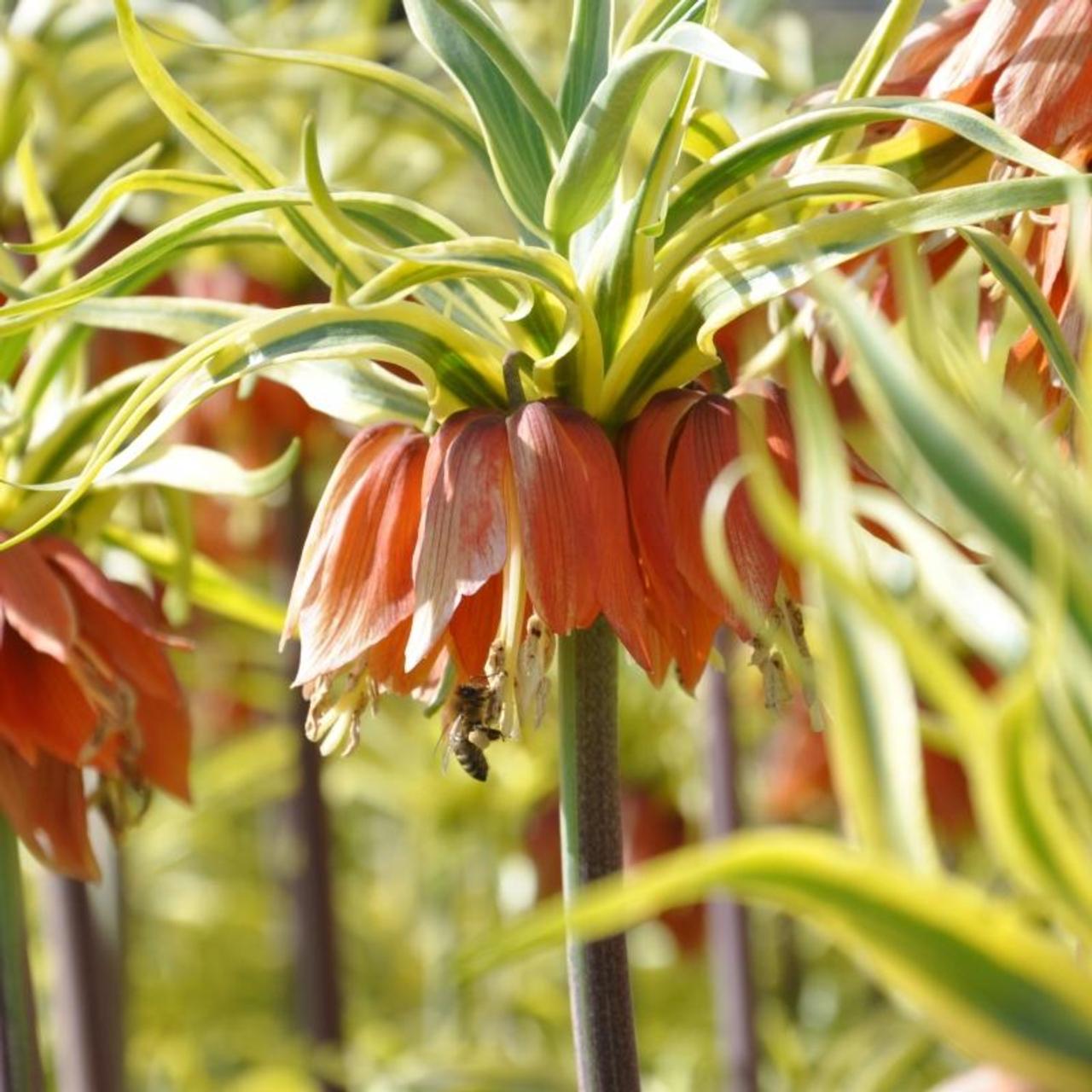 Fritillaria imperialis Aureomarginata (bulb)