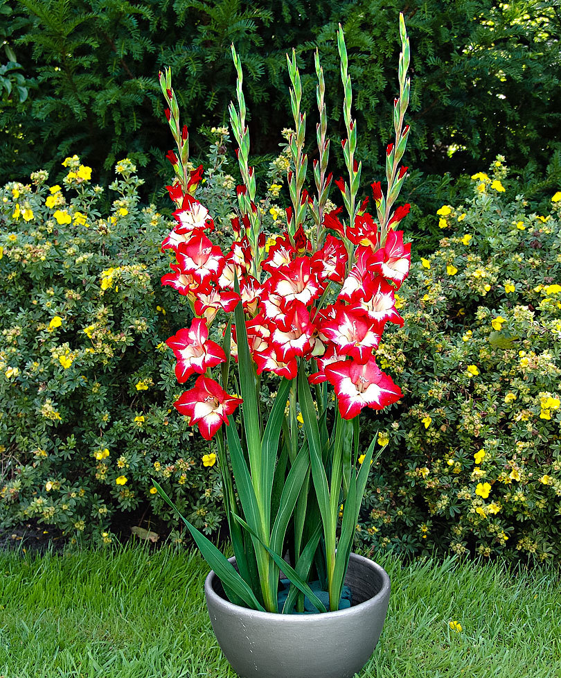 gladiole de ghiveci glamini zoe 10 buc