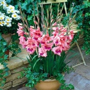 gladiole de ghiveci ogrody 10 buc