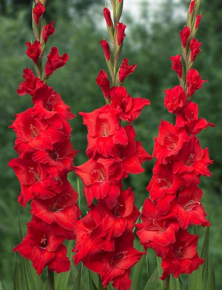 Gladiole Brilliance 5 buc