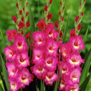 Gladiole Shades-Of-Meaning 5 buc
