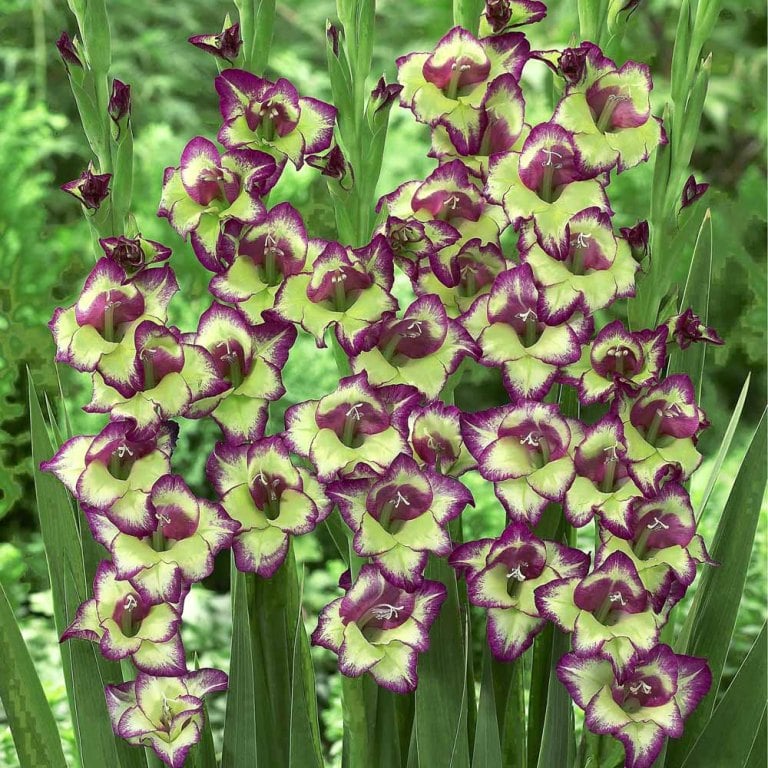 Gladiole Gladiolus 5 buc