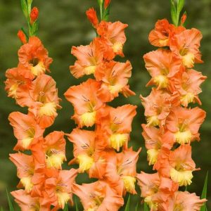 Gladiole Tattoo-Cover 5 buc