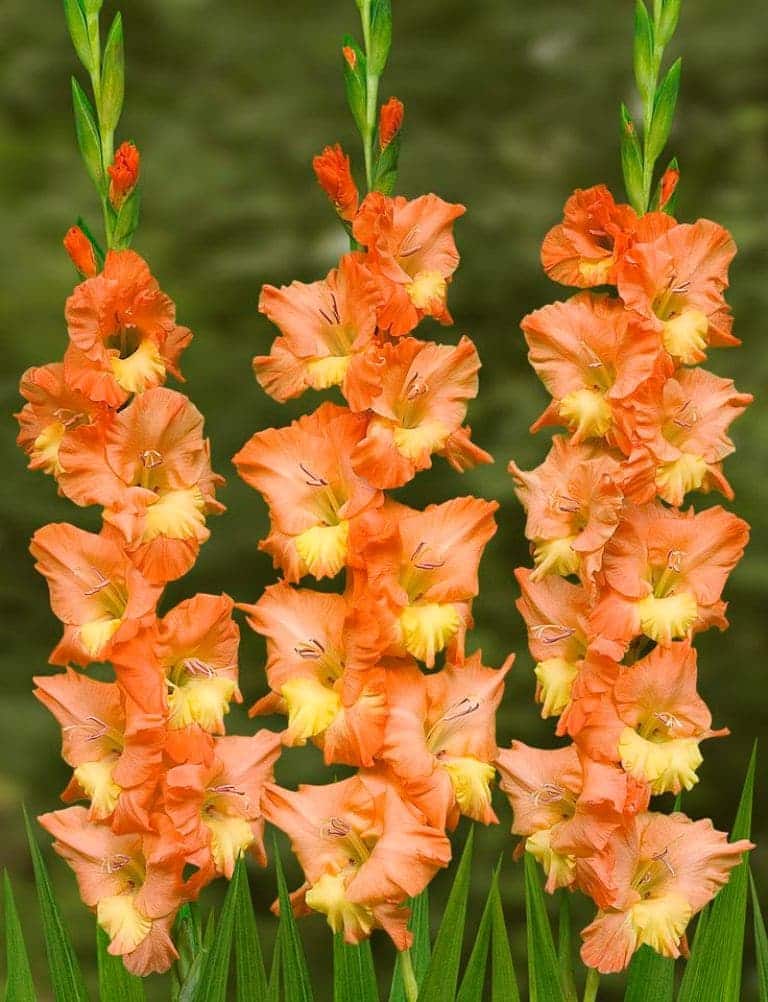 Gladiole Tattoo-Cover 5 buc