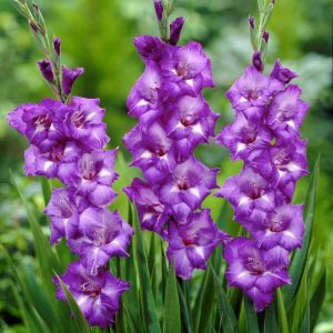 Gladiole Purple 5 buc