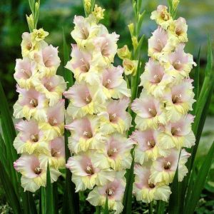Gladiole Summerville 5 buc