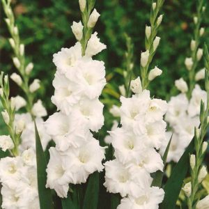 Gladiole White 5 buc