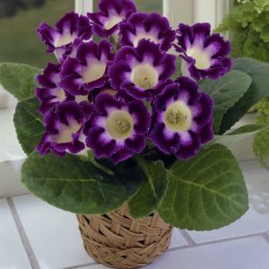 gloxinia hollywood 3 buc