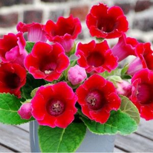 gloxinia hybrida red 3 buc