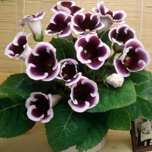gloxinia kaiser wilhelm 3 buc