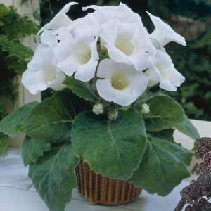 gloxinia mont blanc 3 buc