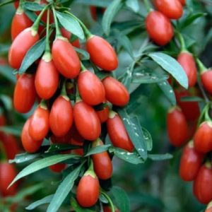 Goji berry