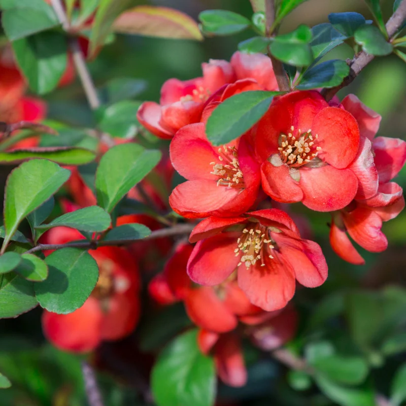 Gutui japonez (chaenomeles japonica) rosu| inaltime 100 cm - imagine 3
