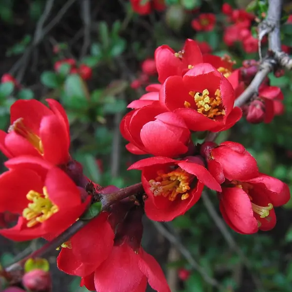 Gutui japonez (chaenomeles japonica) rosu| inaltime 100 cm - imagine 4