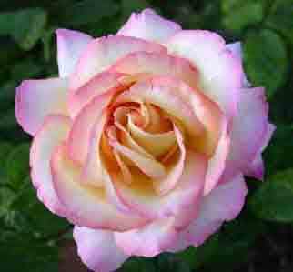 hybrid tea rose PREMIUM