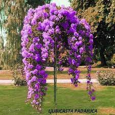 Trandafiri pomisor plangator mov