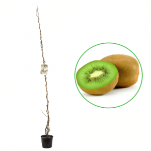 Hardy Kiwi  La ghiveci (autopolenizator)