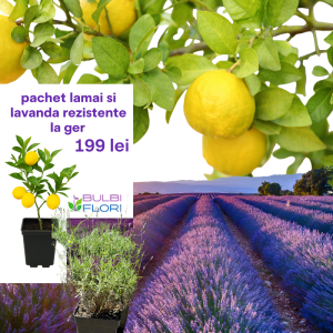 Pachet 3 Lămâi Rezistente la Ger + 2 Lavande – Aromă și Culoare în Grădina Ta