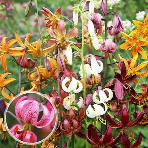 Lily (Lilium) Martagon Collection-10 bulbi