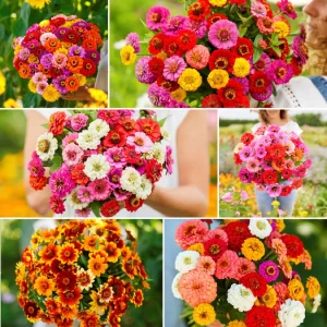 Semințe Profesionale Cârciumărese (Zinnia elegans)