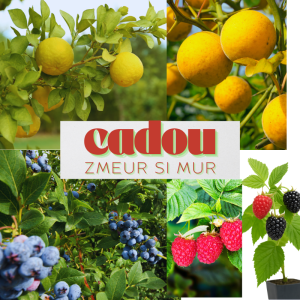 Pachetul Fructe și Citrice-cadou mur si zmeur