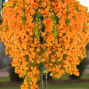 Trandafir pomisor plangator orange