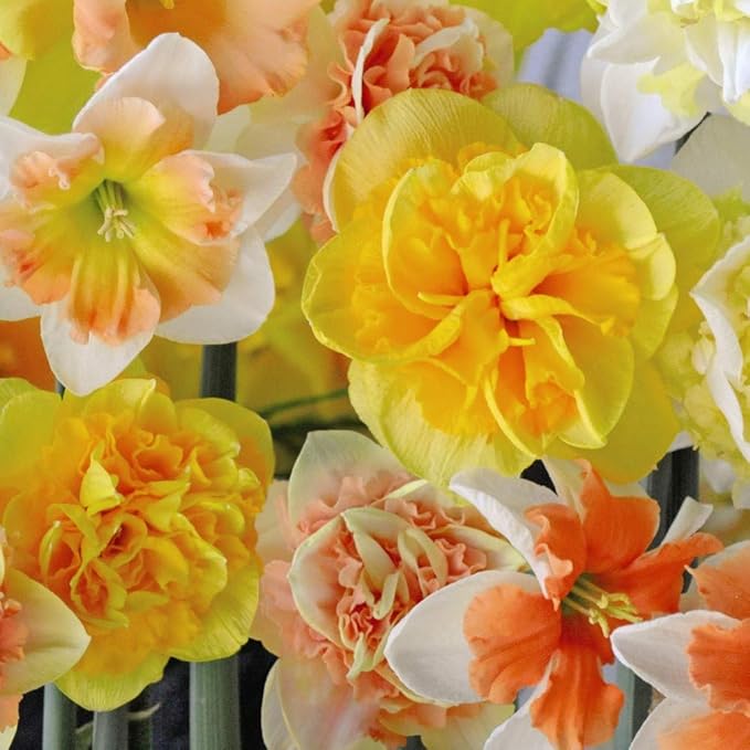 Bulbi de narcise mixt 100 de bulbi