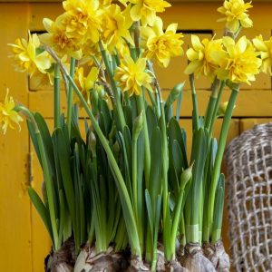 narcise tete boucle 5 buc