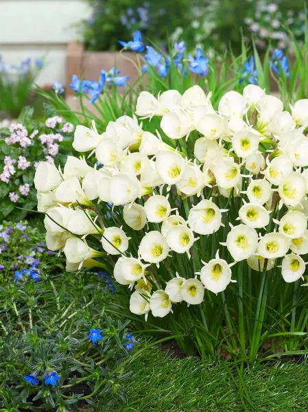 narcise Artic bells bulbocodium 10 bulbi