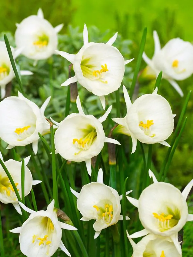 narcise Artic bells bulbocodium 10 bulbi - imagine 2