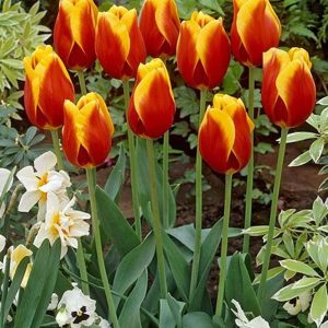 Lalele Kees Nelis 5 buc