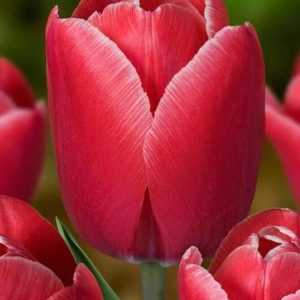 Lalele Kung Fu 5 buc