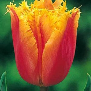 Lalele Lambada 5 buc